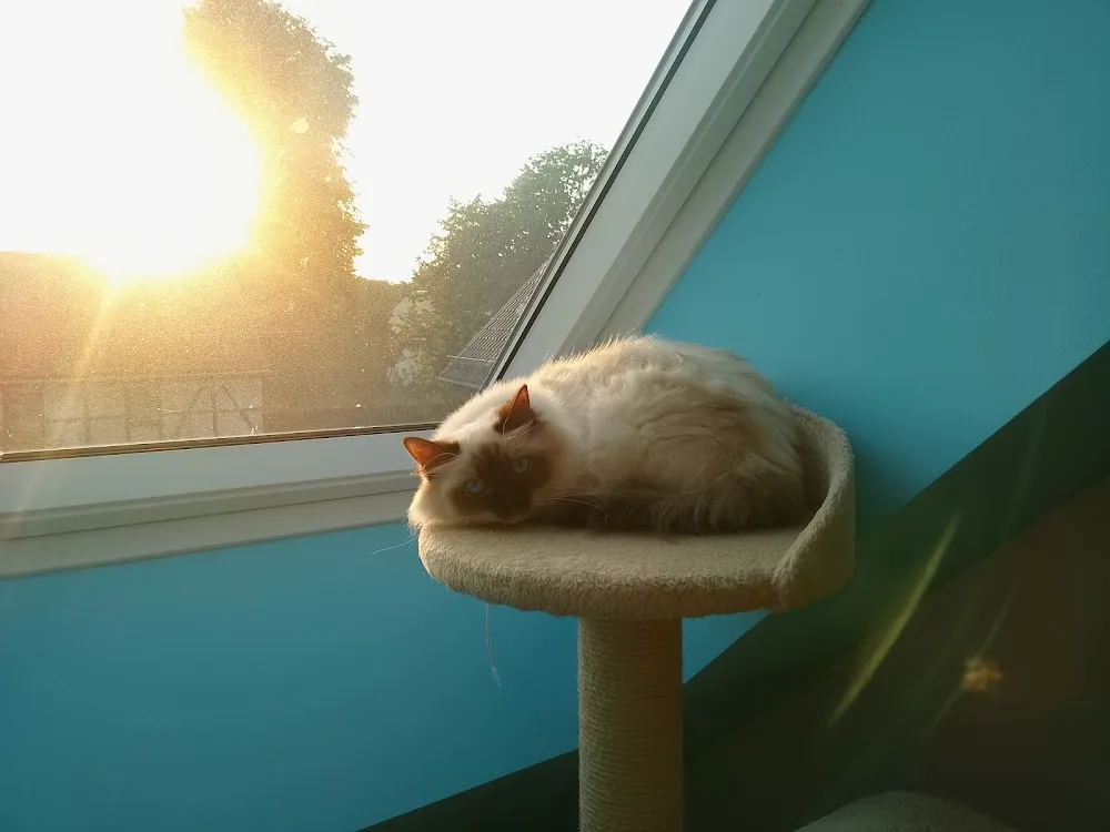 Tierpension Pfotenstube - Wilsdruff pet otel görseli 3