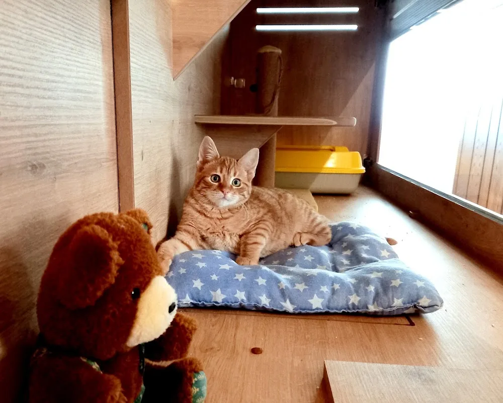 Wimpy Cat House Kedi Oteli - Tekirdağ pet otel