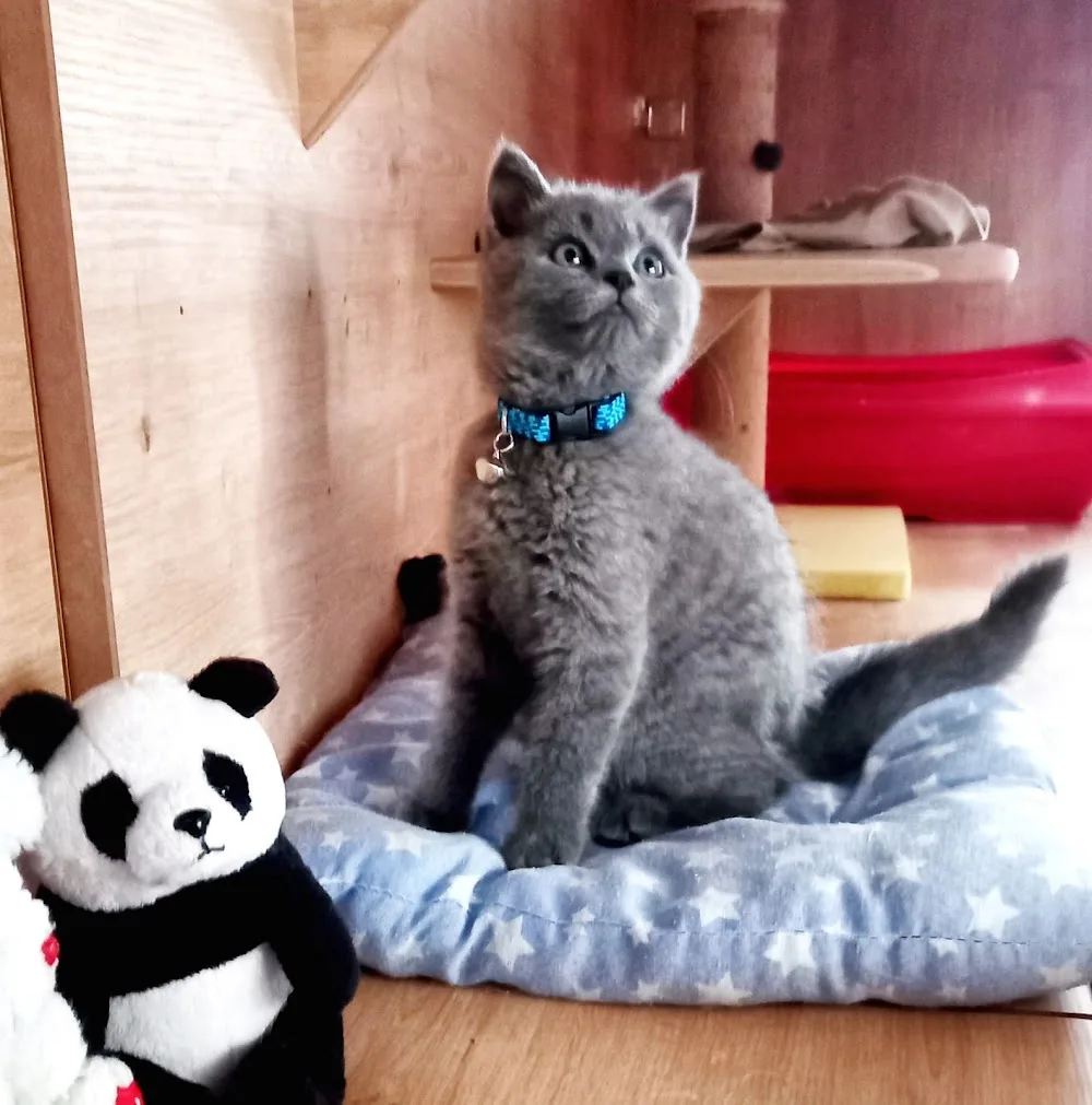 Wimpy Cat House Kedi Oteli - Tekirdağ pet otel görseli 3