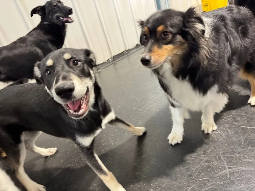 Fetch Canine Daycare, Training and Wellness Centre - Winnipeg pet otel