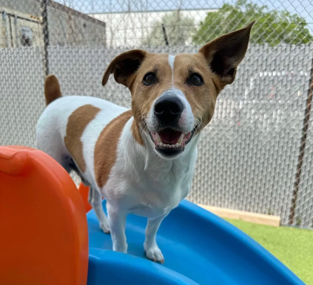 Fetch Canine Daycare, Training and Wellness Centre - Winnipeg pet otel görseli 3