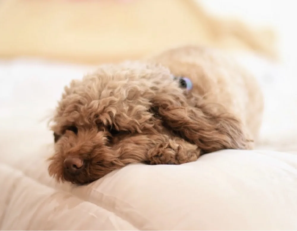 Fido & Friends Pet Care - Winnipeg pet otel görseli 3