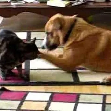 K9,Kitties and Kritters Pet Sitting - Winnipeg pet otel görseli 4
