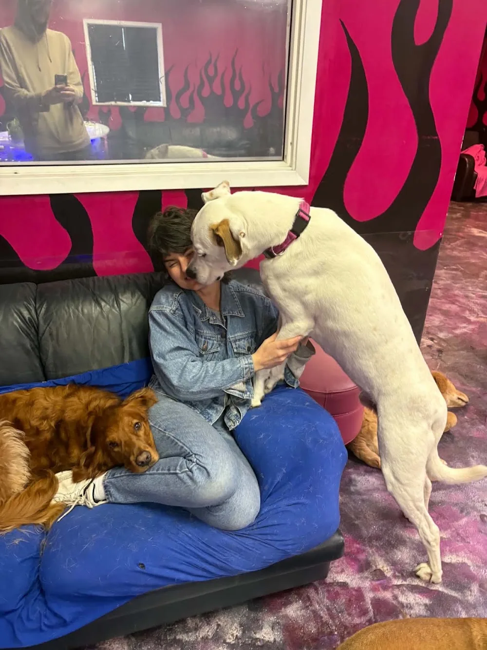 Large Dog Lounge (The Neon Dragon Ltd) - Winnipeg pet otel