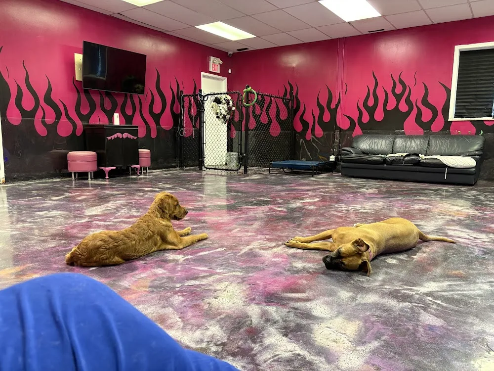 Large Dog Lounge (The Neon Dragon Ltd) - Winnipeg pet otel görseli 3