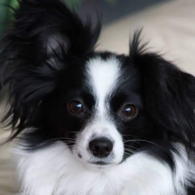 Sprockett's Doggy Day Camp Inc. (EAST) - Winnipeg pet otel görseli 4