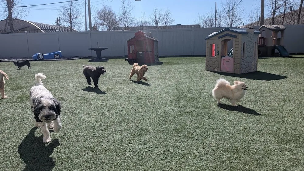 The Dog Circle - Winnipeg pet otel