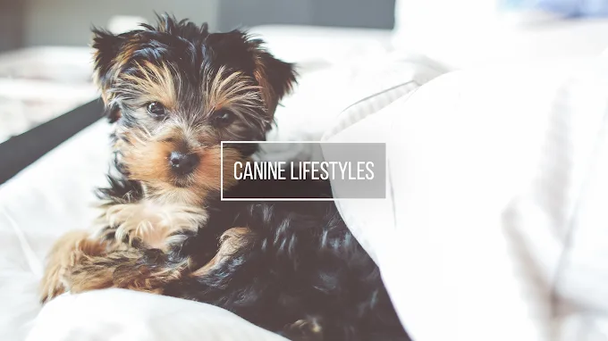 The Pawsh Dog Inc. - Winnipeg pet otel