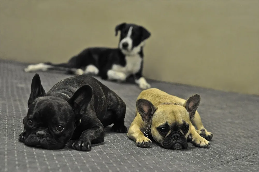Urban Canine Recreation And Resource Centre - Winnipeg pet otel