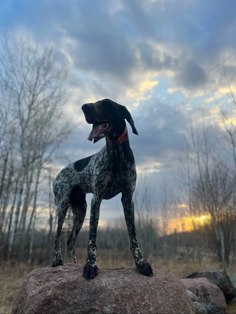Who's A Good Dog Winnipeg - Winnipeg pet otel