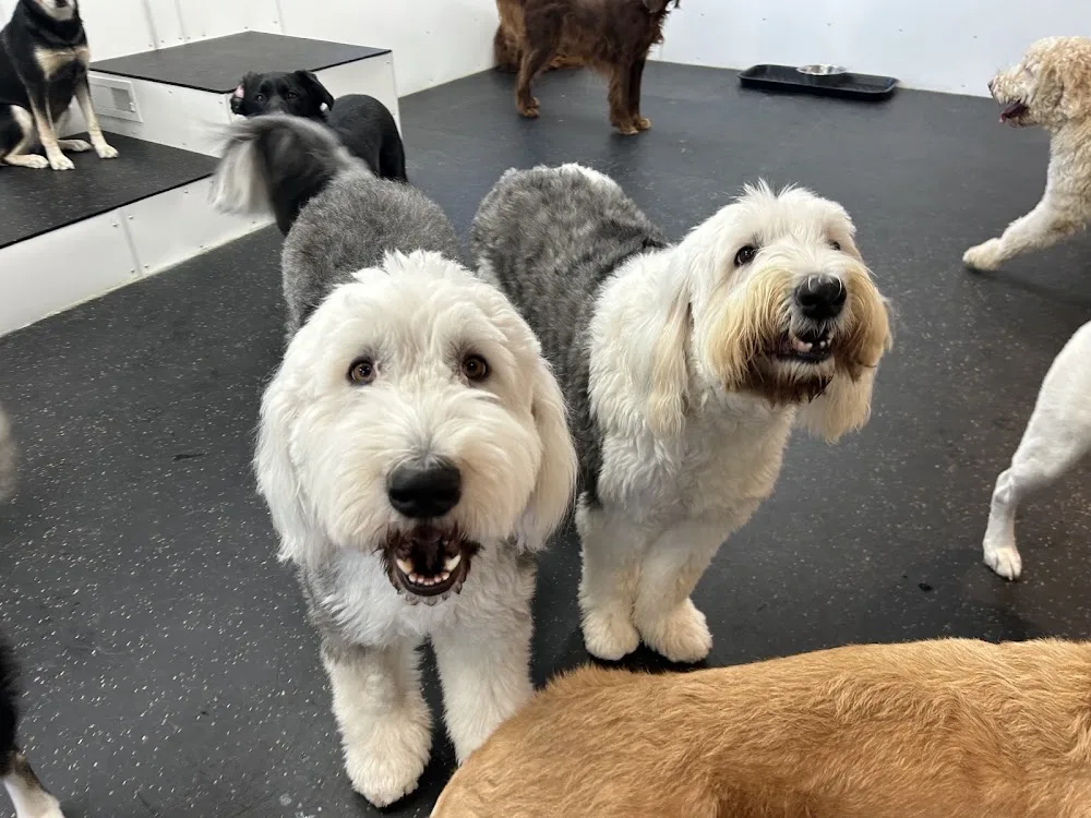 Woofs ‘n Wags Donald - Winnipeg pet otel