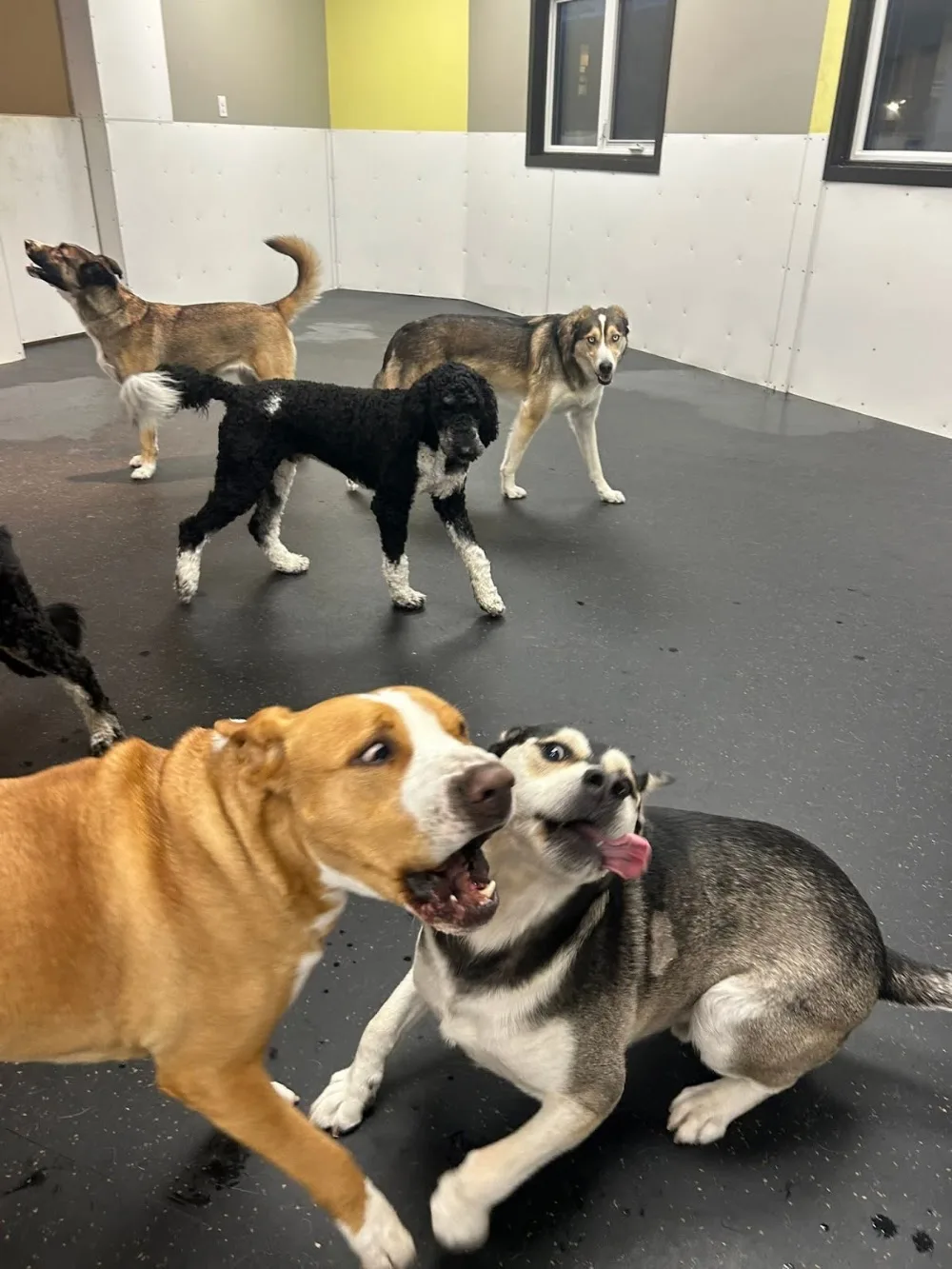 Woofs ‘n Wags Donald - Winnipeg pet otel görseli 3
