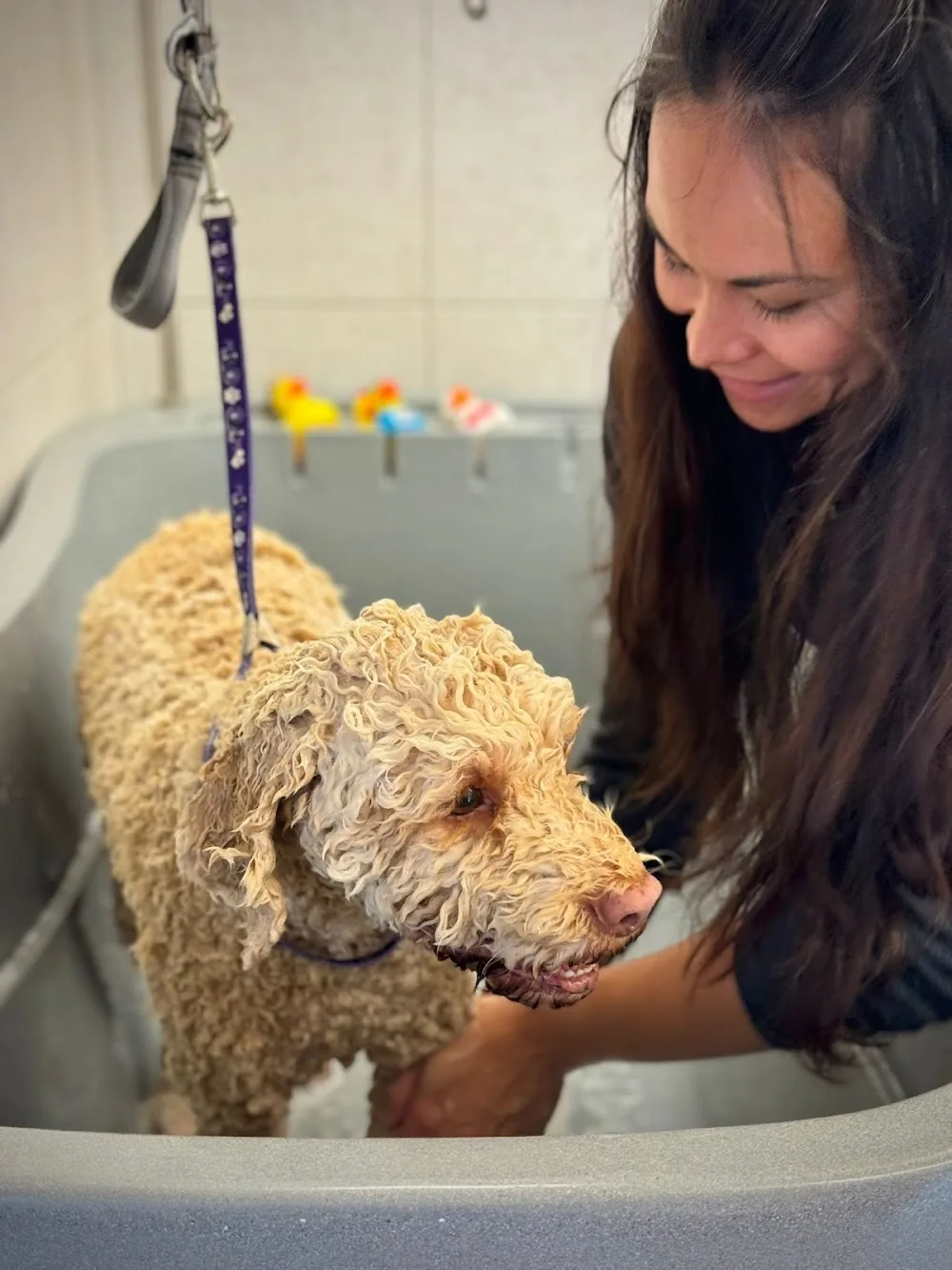 Hundeschule/Hundepension/Hundesalon Tabo’s - Winterthur pet otel görseli 5