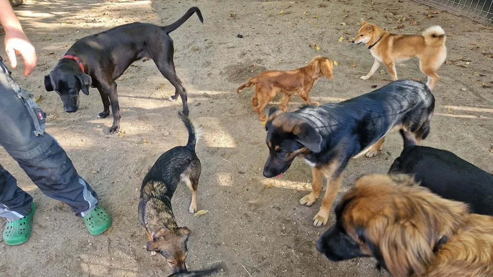 Der Hundekindergarten - Wittichenau pet otel