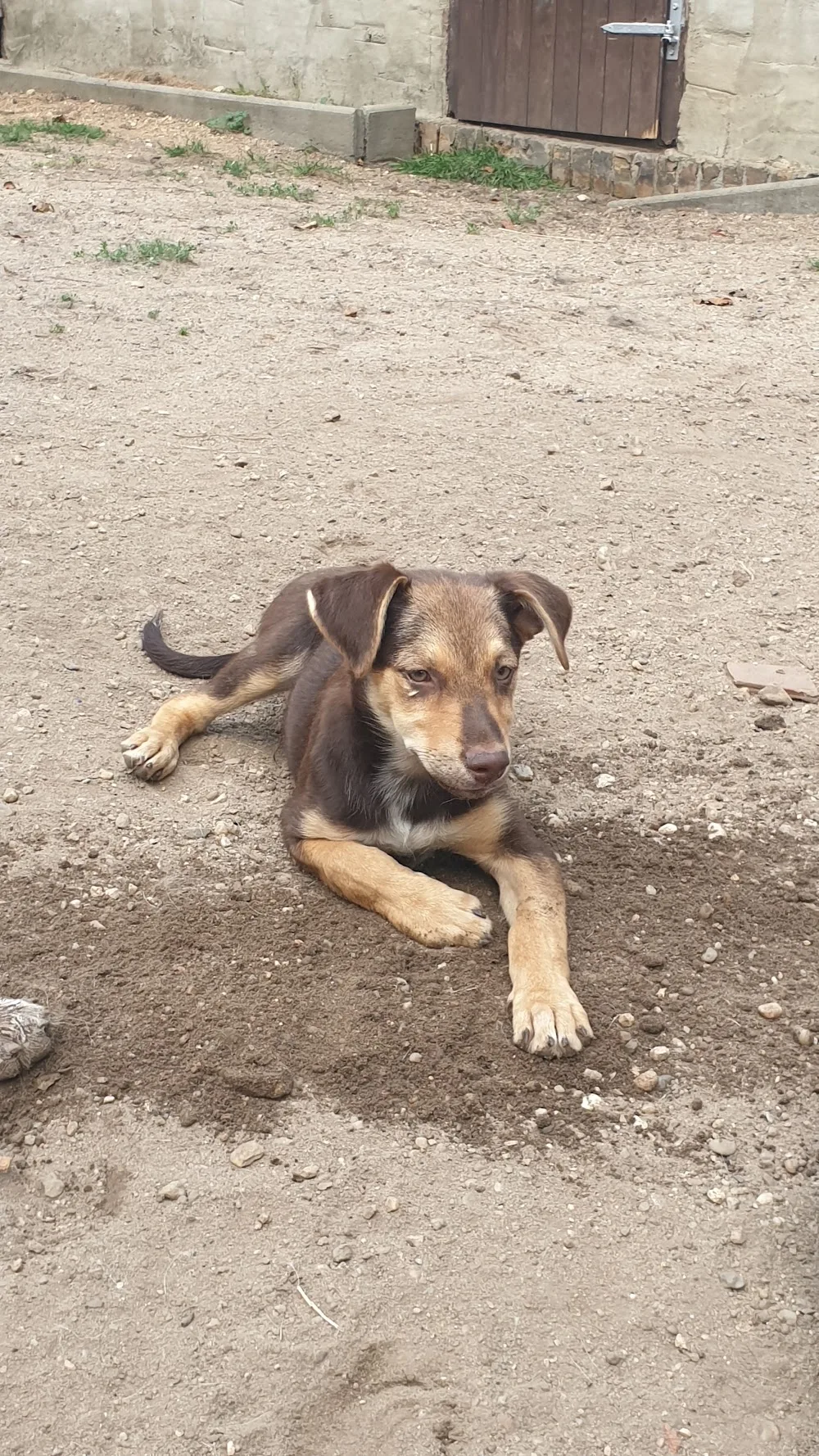 Der Hundekindergarten - Wittichenau pet otel görseli 3