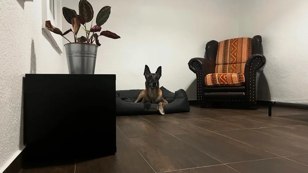 DogHaus- die Hundepension - Wittichenau pet otel