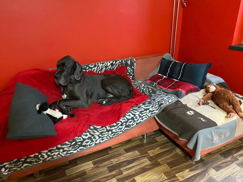 Hundehort-Spremberg - Wittichenau pet otel görseli 3