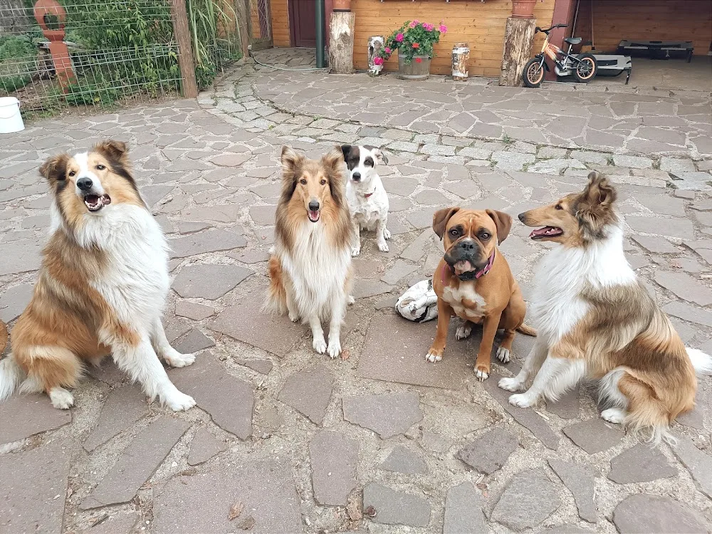 Hundepension Annett Gackowsky - Wittichenau pet otel görseli 3