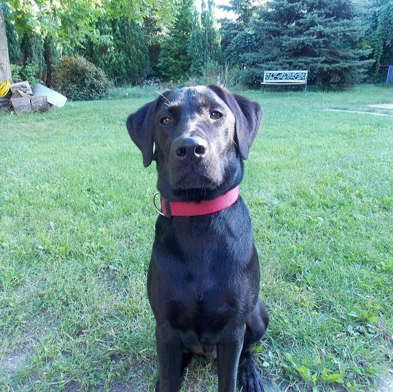 Hundepension Annett Gackowsky - Wittichenau pet otel görseli 5
