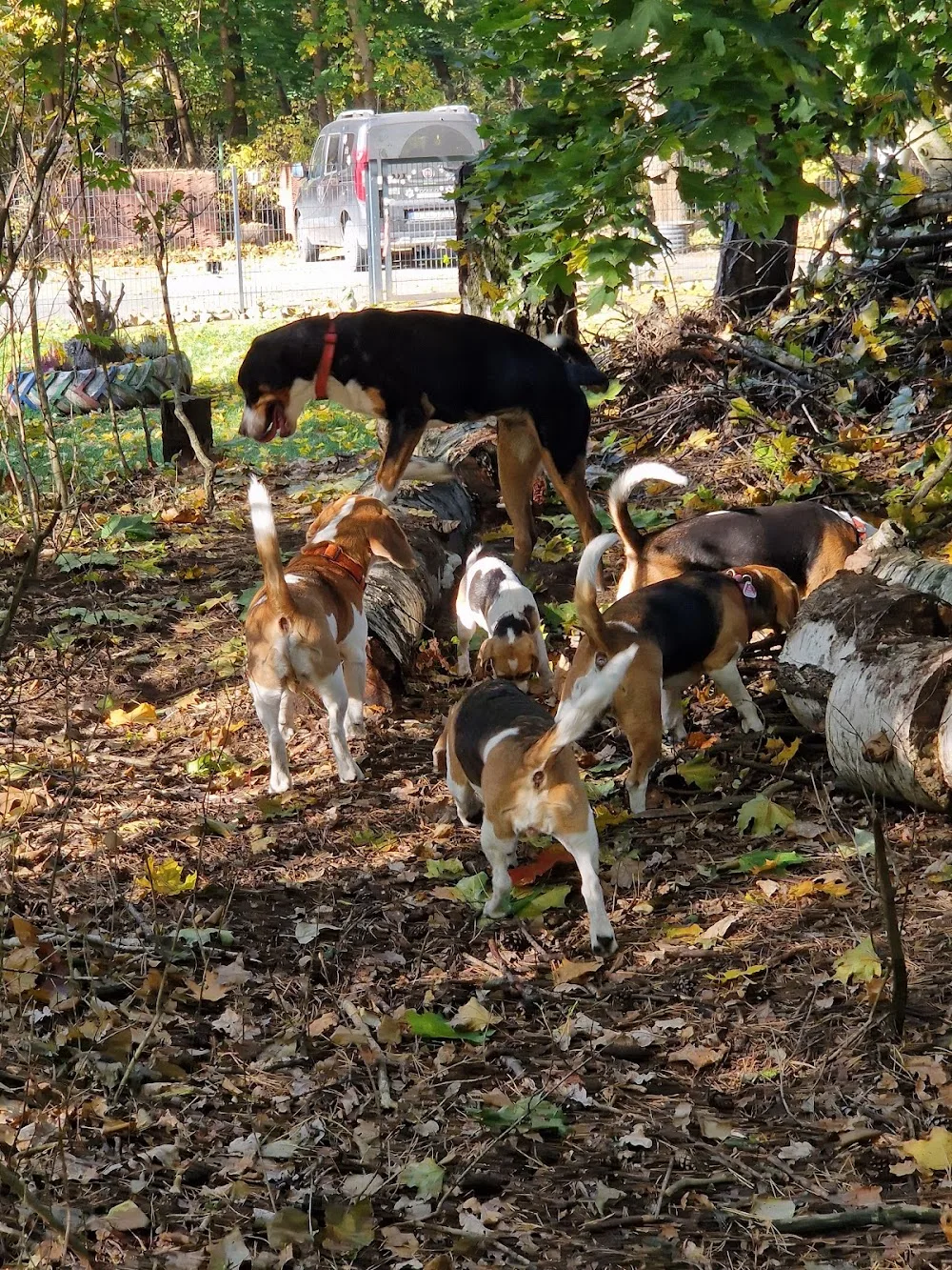 Hundepension Böhm - Wittichenau pet otel
