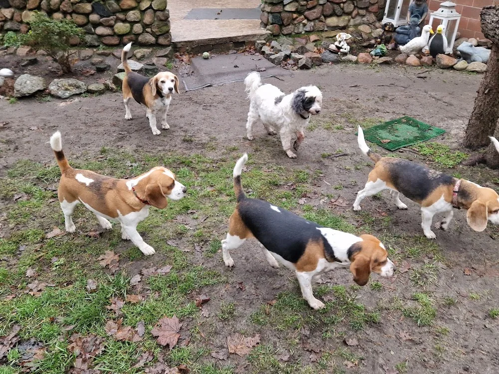 Hundepension Böhm - Wittichenau pet otel görseli 3