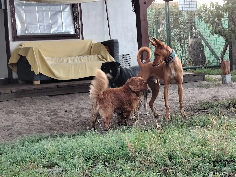 Hundepension /Kita Pudelwohl - Wittichenau pet otel görseli 3