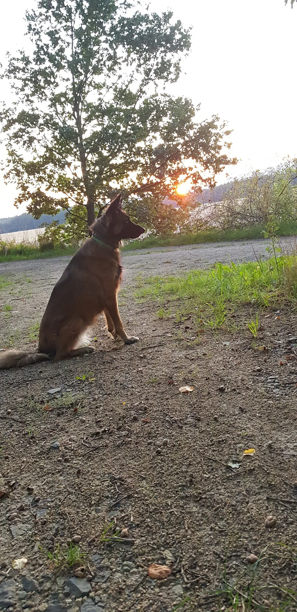 Hundeschule Tierpension Alpha - Wittichenau pet otel