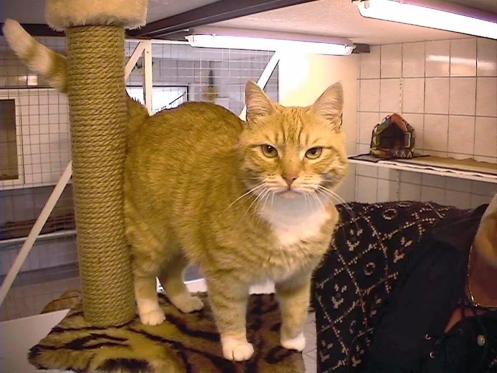 Katzenpension Modsching - Wittichenau pet otel
