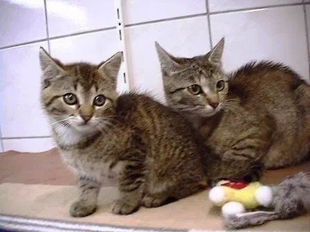 Katzenpension Modsching - Wittichenau pet otel görseli 3