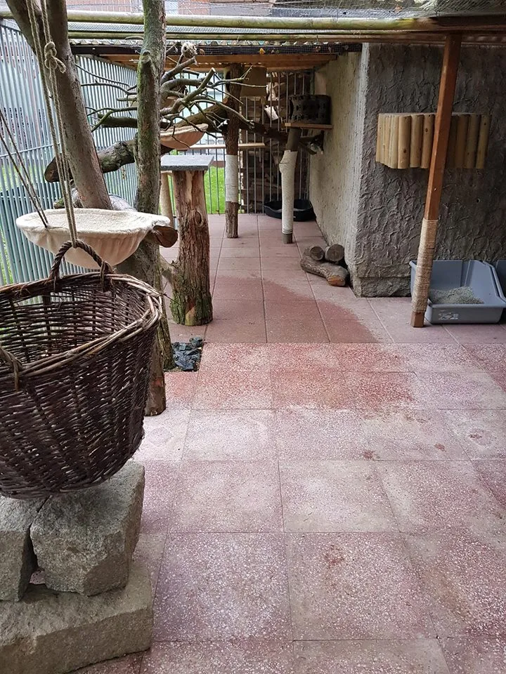 Katzenpension Samtpfoten in Demitz-Thumitz - Wittichenau pet otel görseli 2