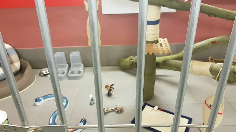 Katzenpension Samtpfoten in Demitz-Thumitz - Wittichenau pet otel görseli 3