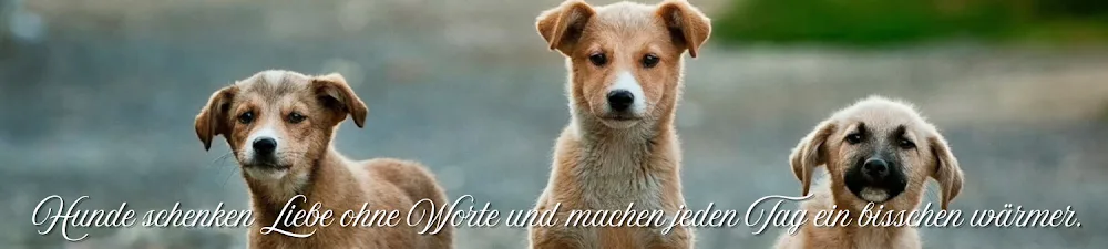 Kays Hundepension - Wittichenau pet otel görseli 2