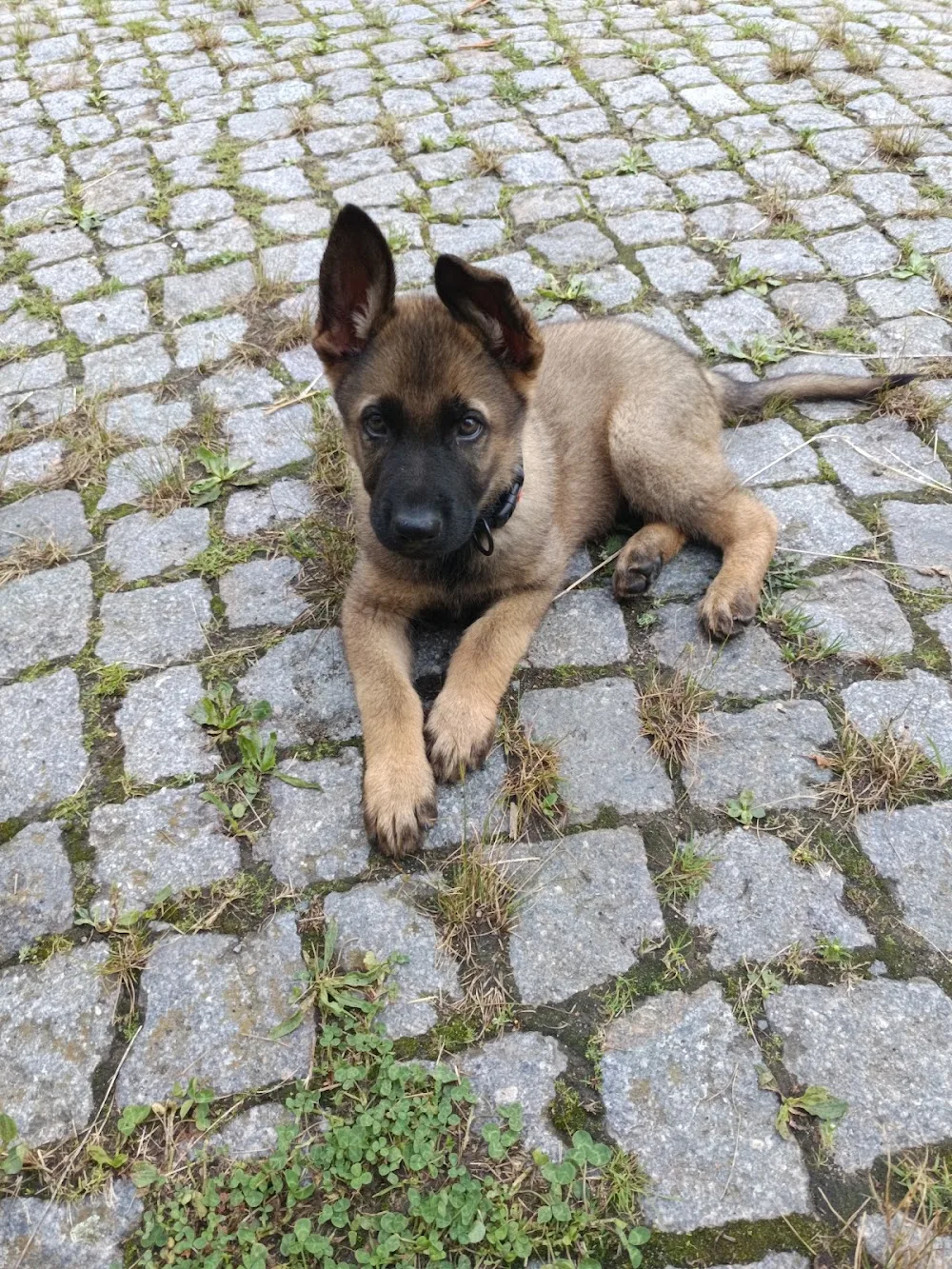 Kays Hundepension - Wittichenau pet otel görseli 3