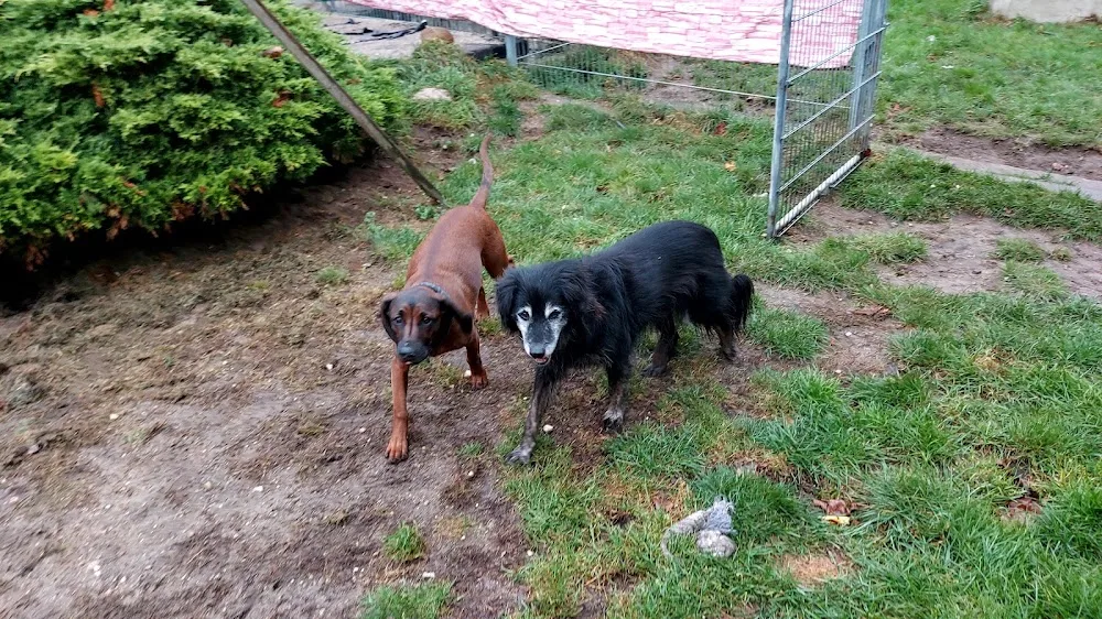 Petra’s Tierbetreuung - Wittichenau pet otel