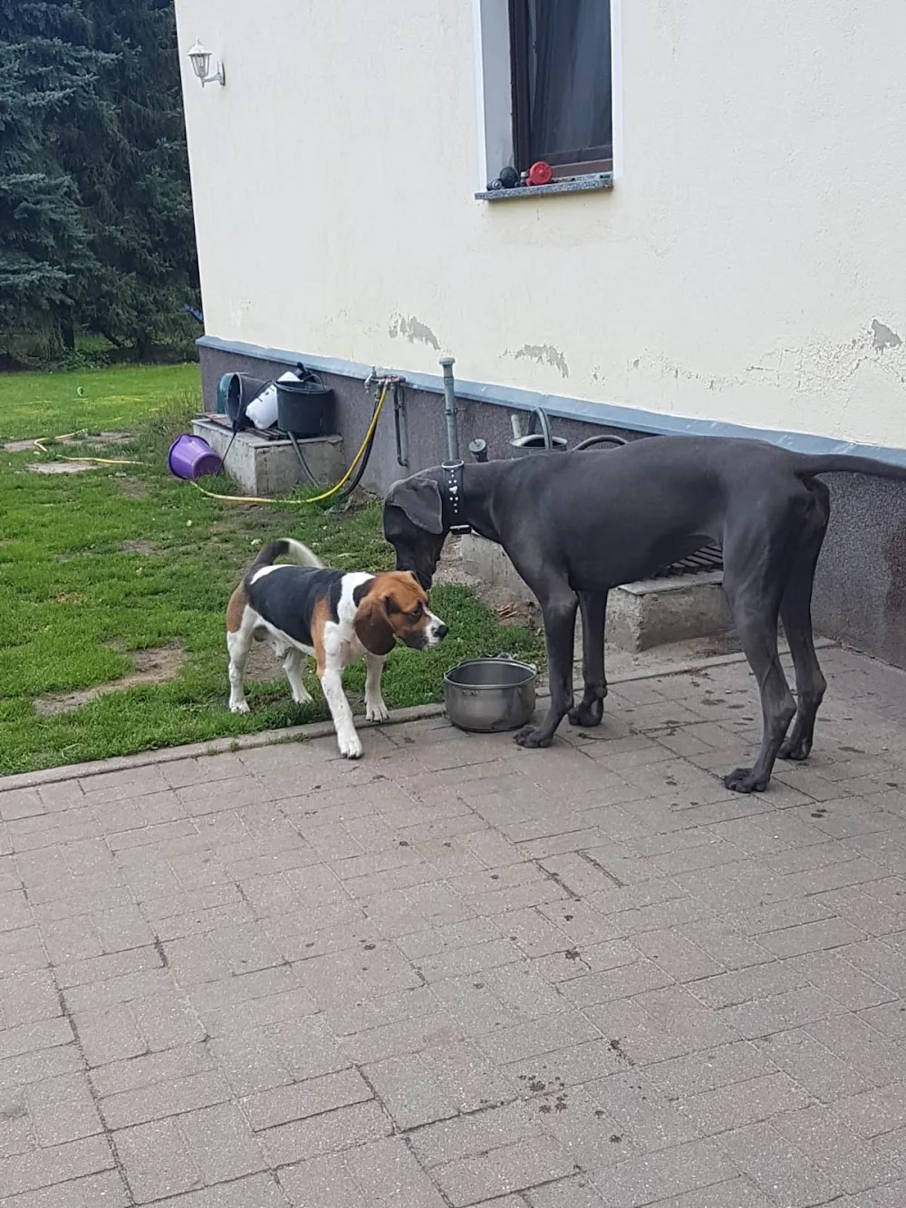 Tierpension & Hundehort Schulz - Wittichenau pet otel görseli 3