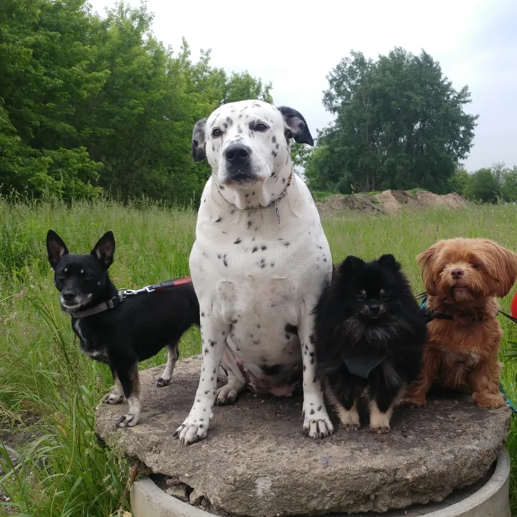 Tierpension Schreiber in Hoyerswerda - Wittichenau pet otel görseli 3