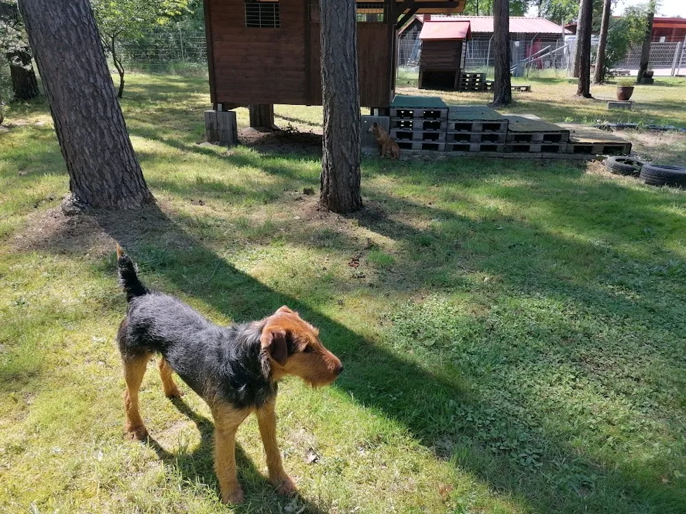 Hundepension Pfötchenresort Breetze - Witzeeze pet otel