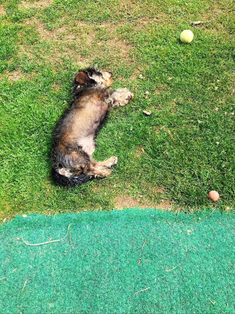 Pamela Tietze HundeKita,-Hotel - Witzeeze pet otel