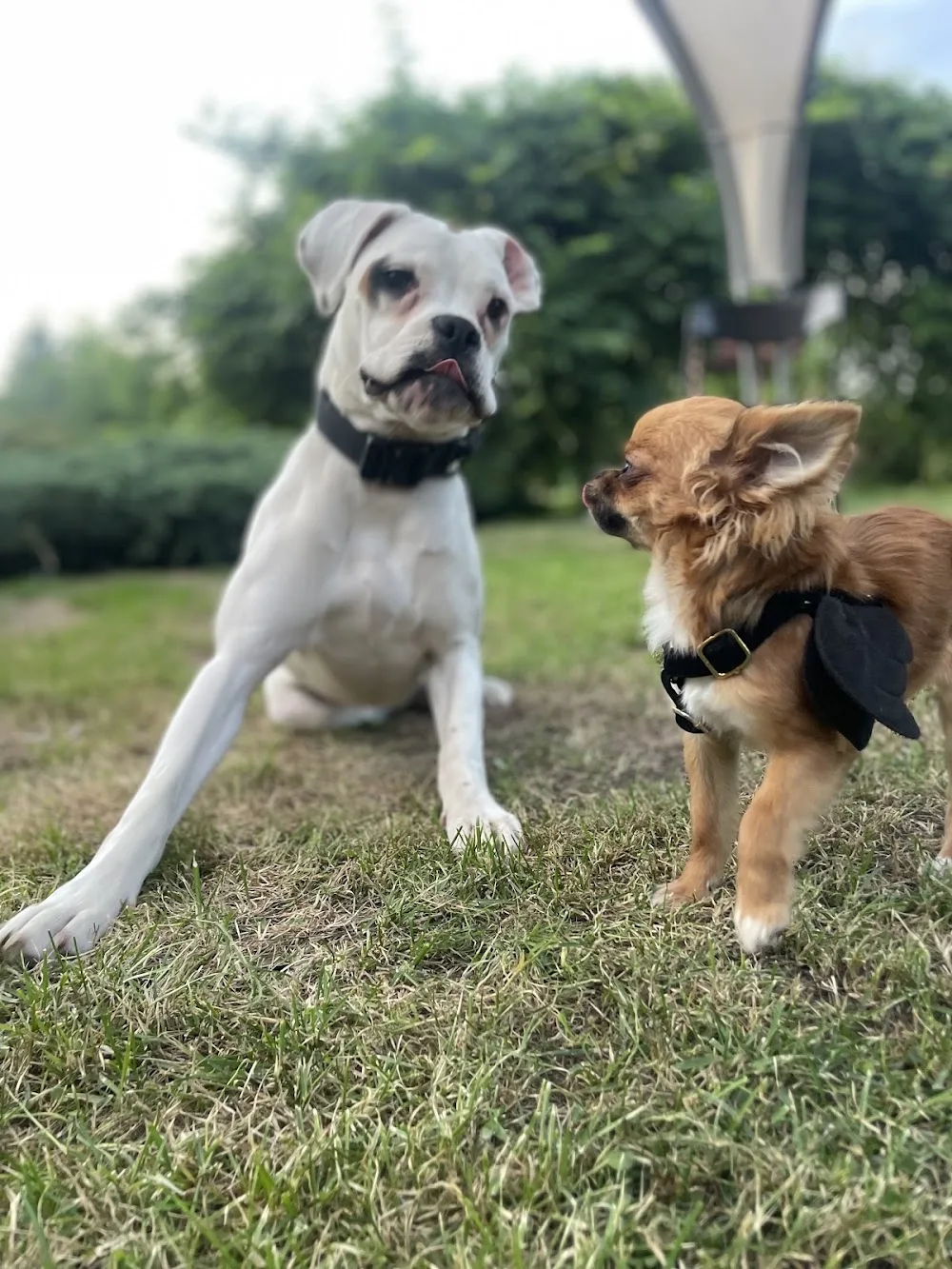 Happy Puppy Hotel dla Psów Skawina Hotel & SPA 🛁 ✂️ Groomer - Wola Radziszowska pet otel görseli 3