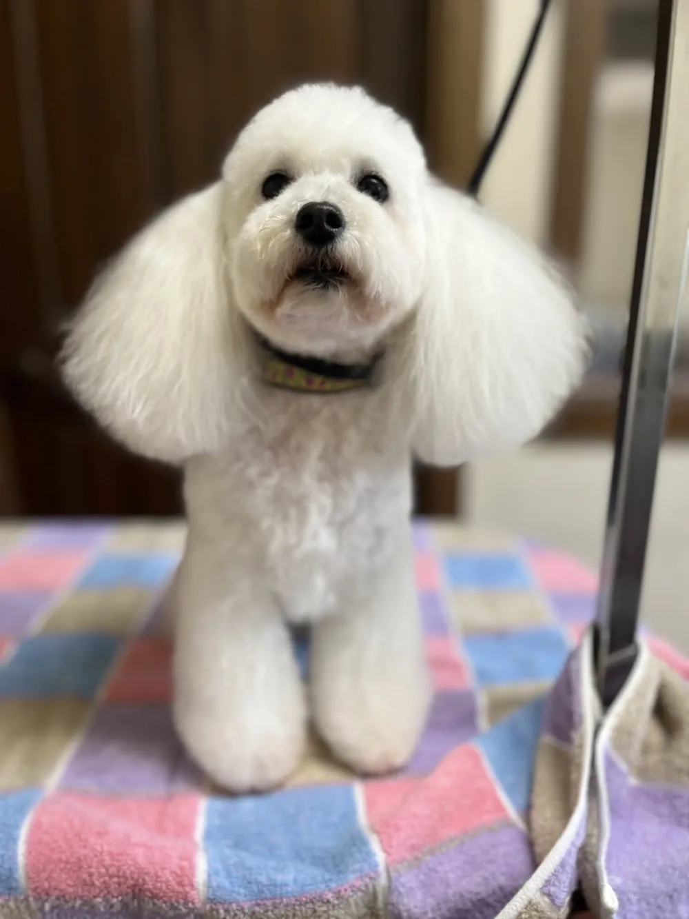 SHOW DOG FARM 本山 - Yamanashi pet otel