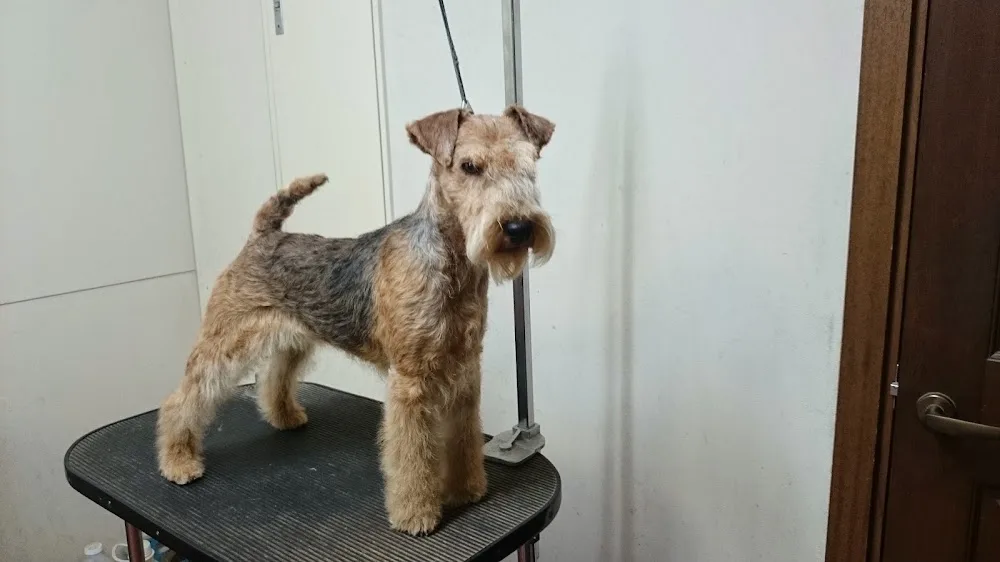 SHOW DOG FARM 本山 - Yamanashi pet otel görseli 3