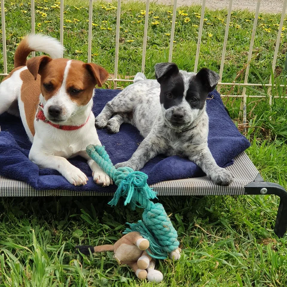 Corowa Boarding Kennels & Cattery - Yarrawonga pet otel görseli 3
