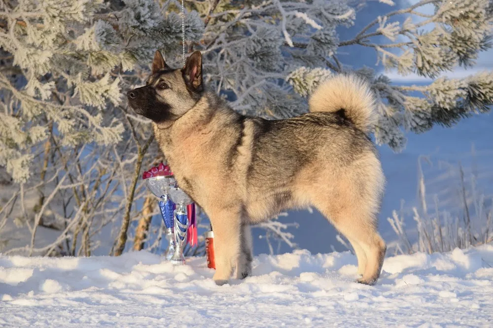 Kennel Riistankauhun - Ylivieska pet otel