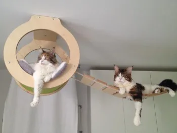 Hôtel Georges Cat - Yonne pet otel