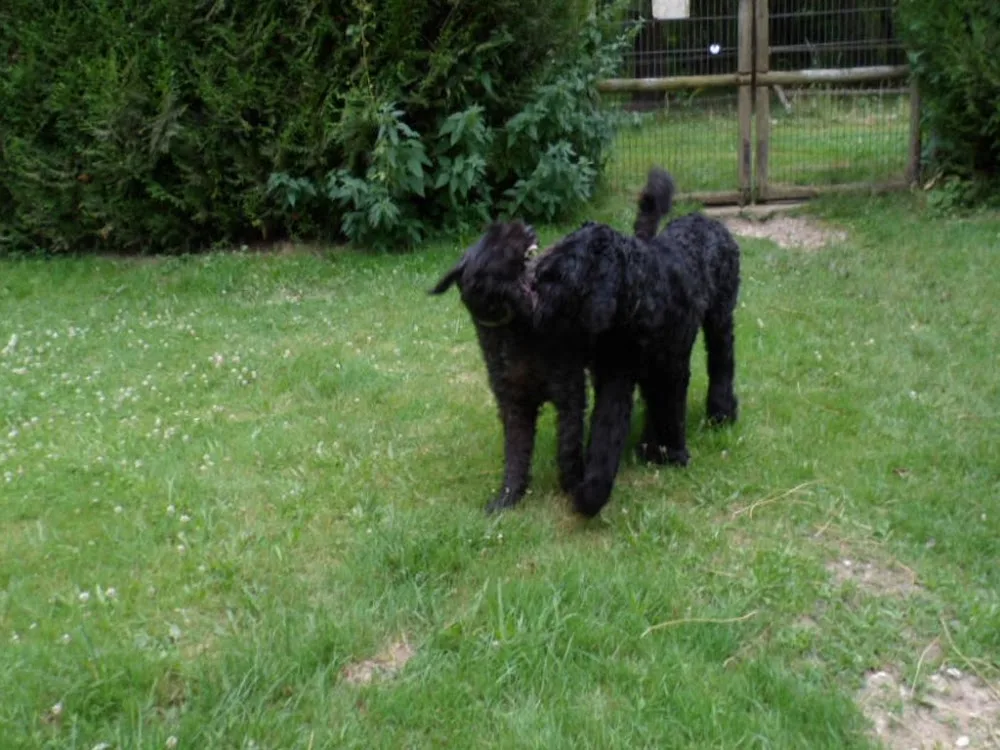 Itak Land - Yonne pet otel görseli 3