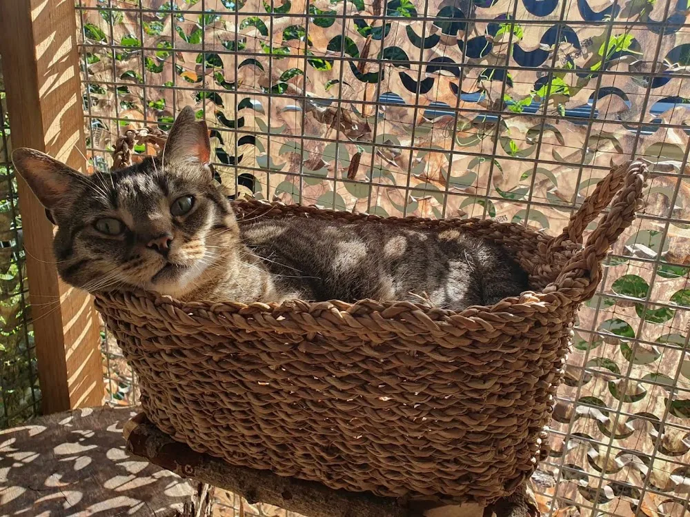 La Canicolo de Manon - Yonne pet otel görseli 3