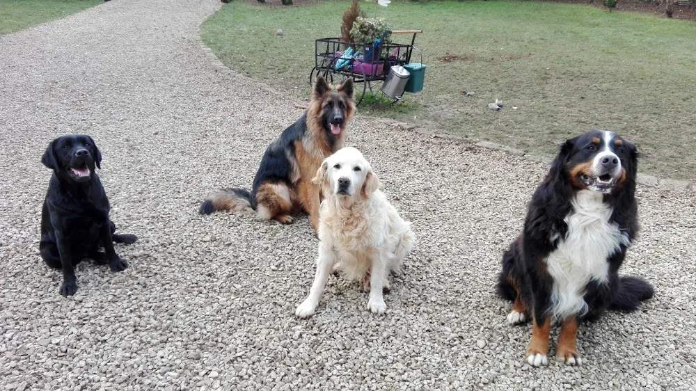 La Grange aux Loups - Yonne pet otel görseli 3