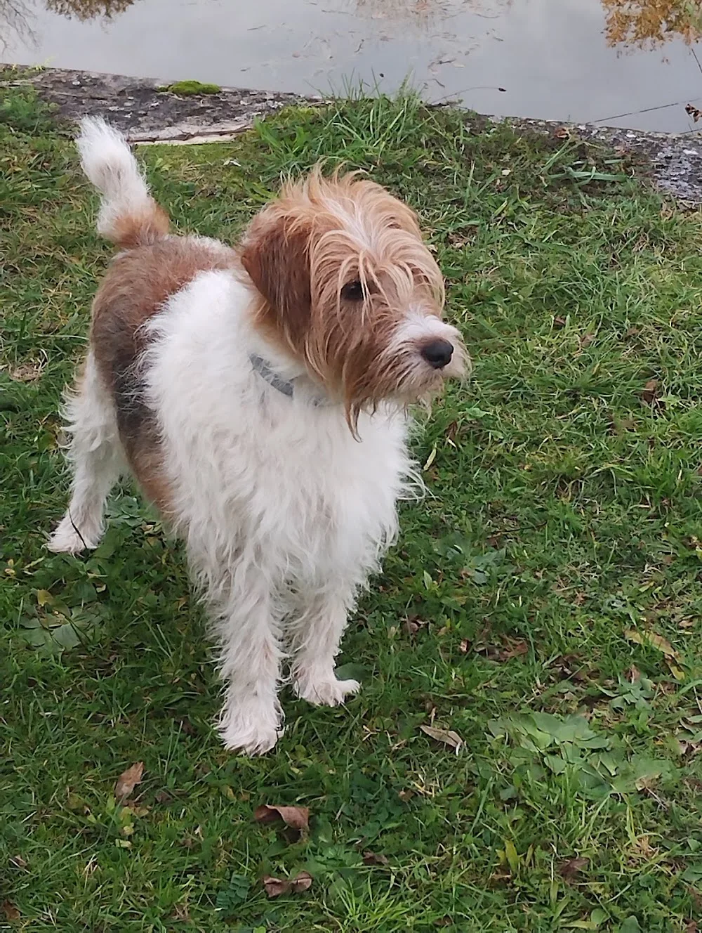 Pension Canine "Au Chien Gentil" - Yonne pet otel