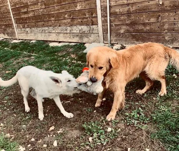 Pension canine des Horizons d'Or - Yonne pet otel
