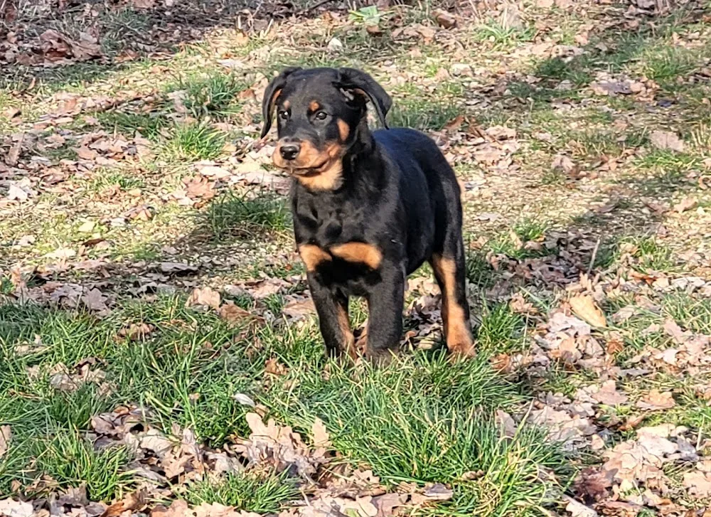 Pension Canine Élevage Des Terres Plaines - Yonne pet otel görseli 2